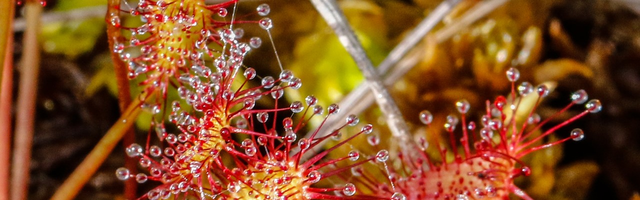 Droséra.jpg