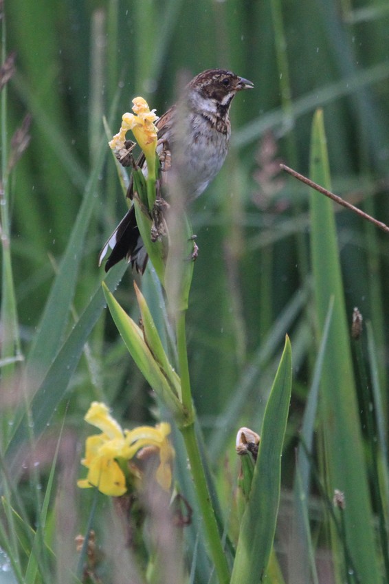 Bruant des roseaux