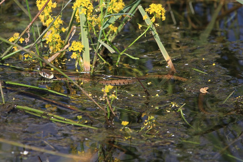 Couleuvre à collier