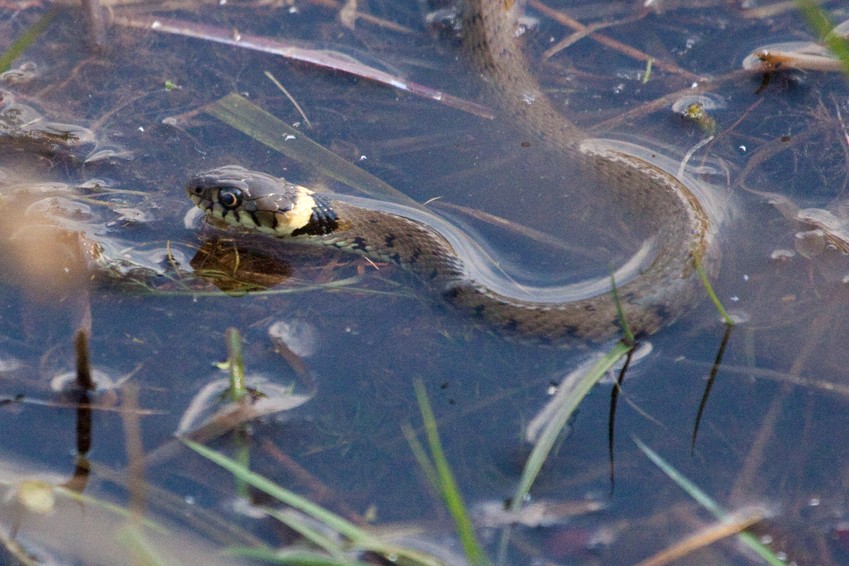 Couleuvre à collier