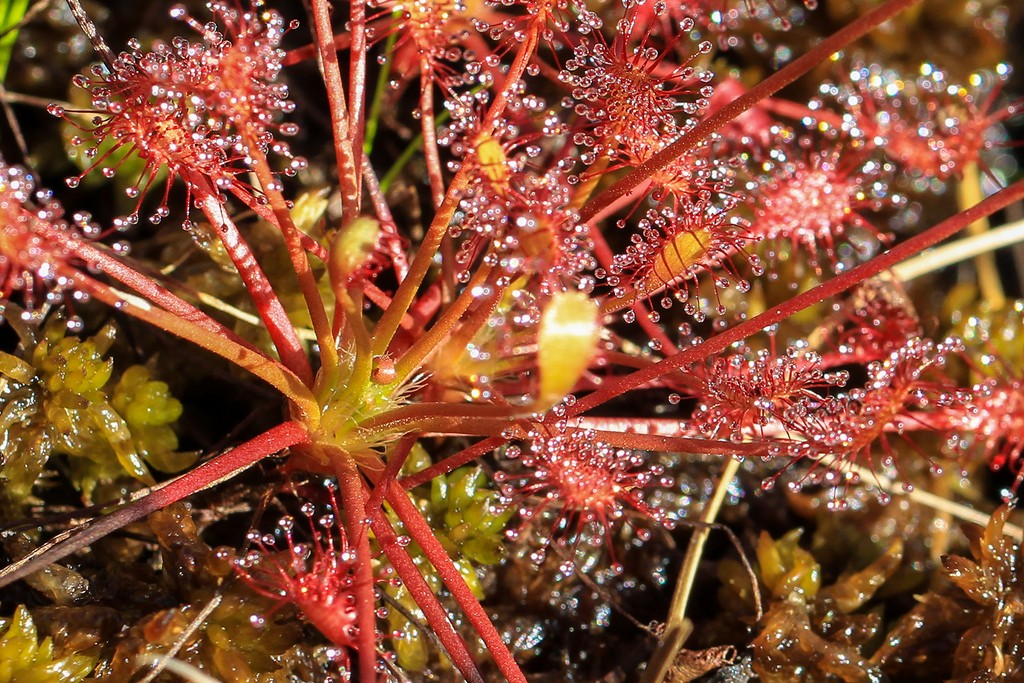 Droséra