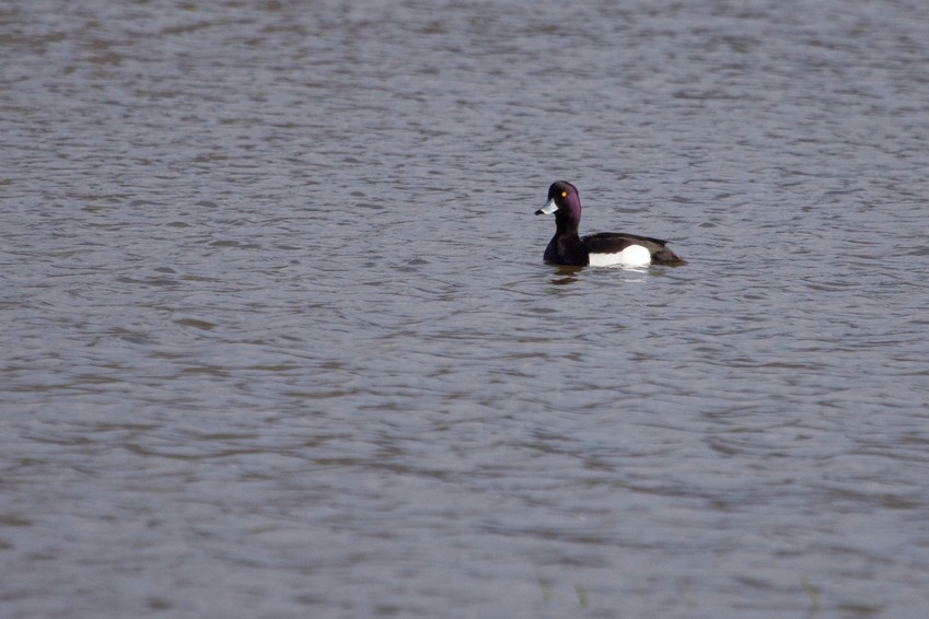 Fuligule à tête noire