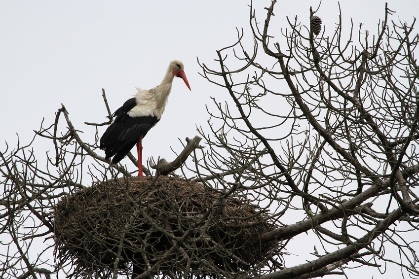 Réserve ornithologique du Teich (33)