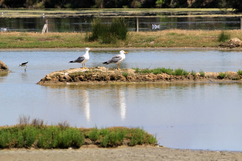 Parc ornithologique du Teich (33)