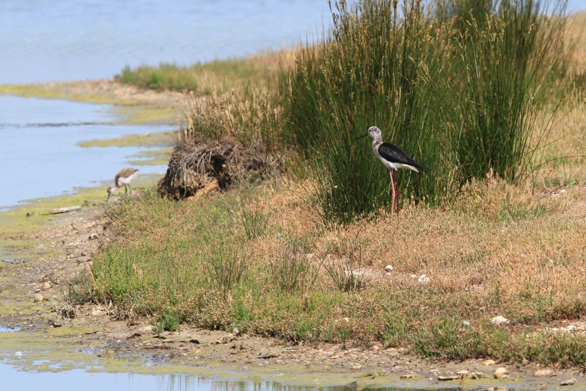 Parc ornithologique du Teich (33)