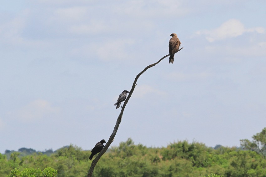 Parc ornithologique du Teich (33)