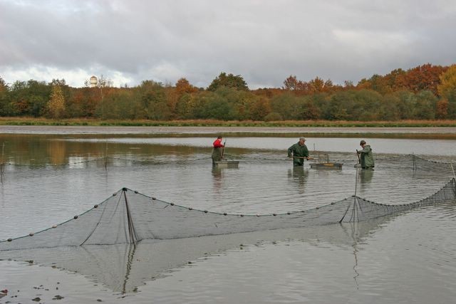 Pêche d'étang