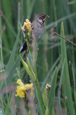 Bruant des roseaux