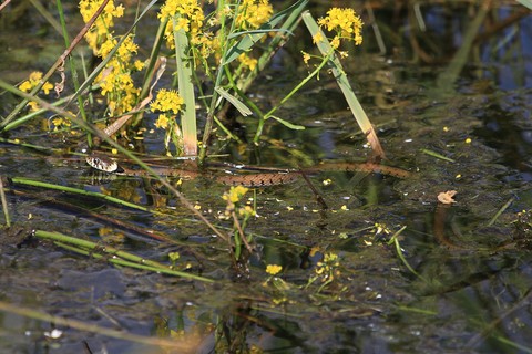 Couleuvre à collier