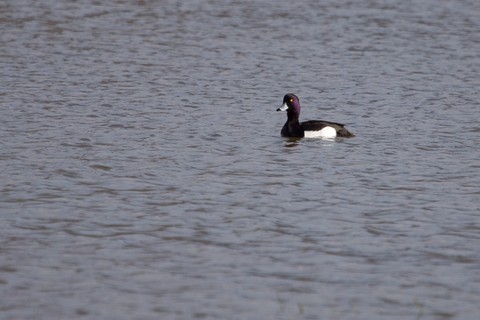 Fuligule à tête noire