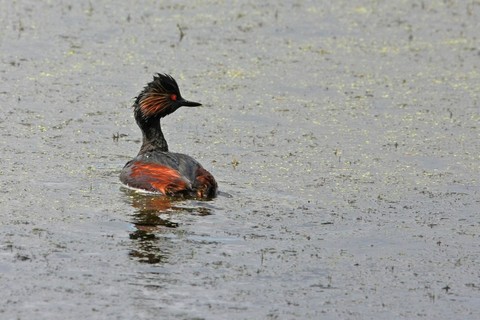 Grèbe à cou noir