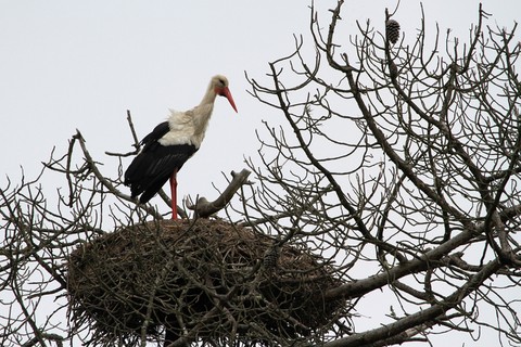 Réserve ornithologique du Teich (33)