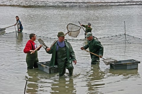 Pêche d'étang